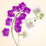 Now Open for Registration | Flower Photography Intensive Workshop | July 14 – July 18, 2025