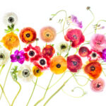 Presentation to the Royal Photographic Society