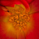 Reversing the Column: Probing Life Upside Down