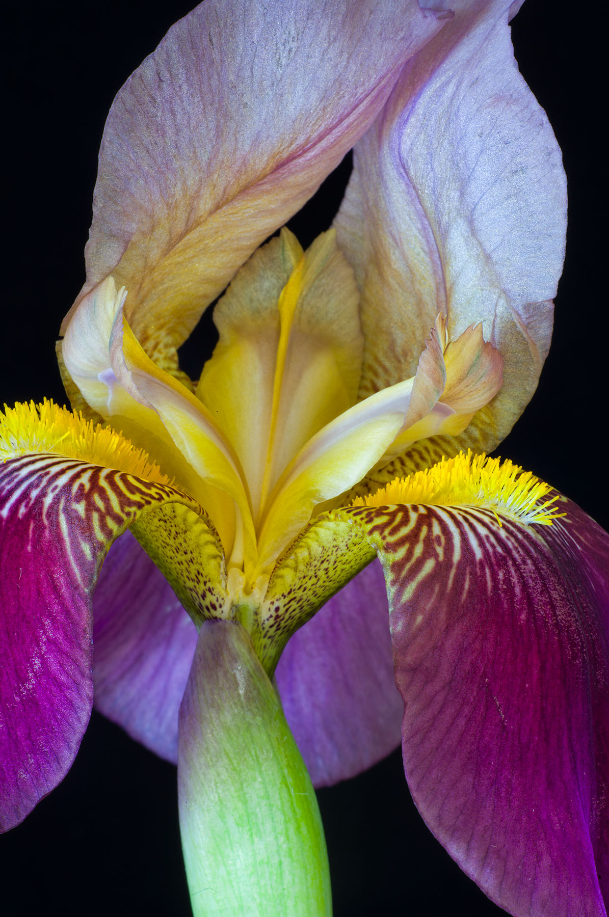Iris Pose