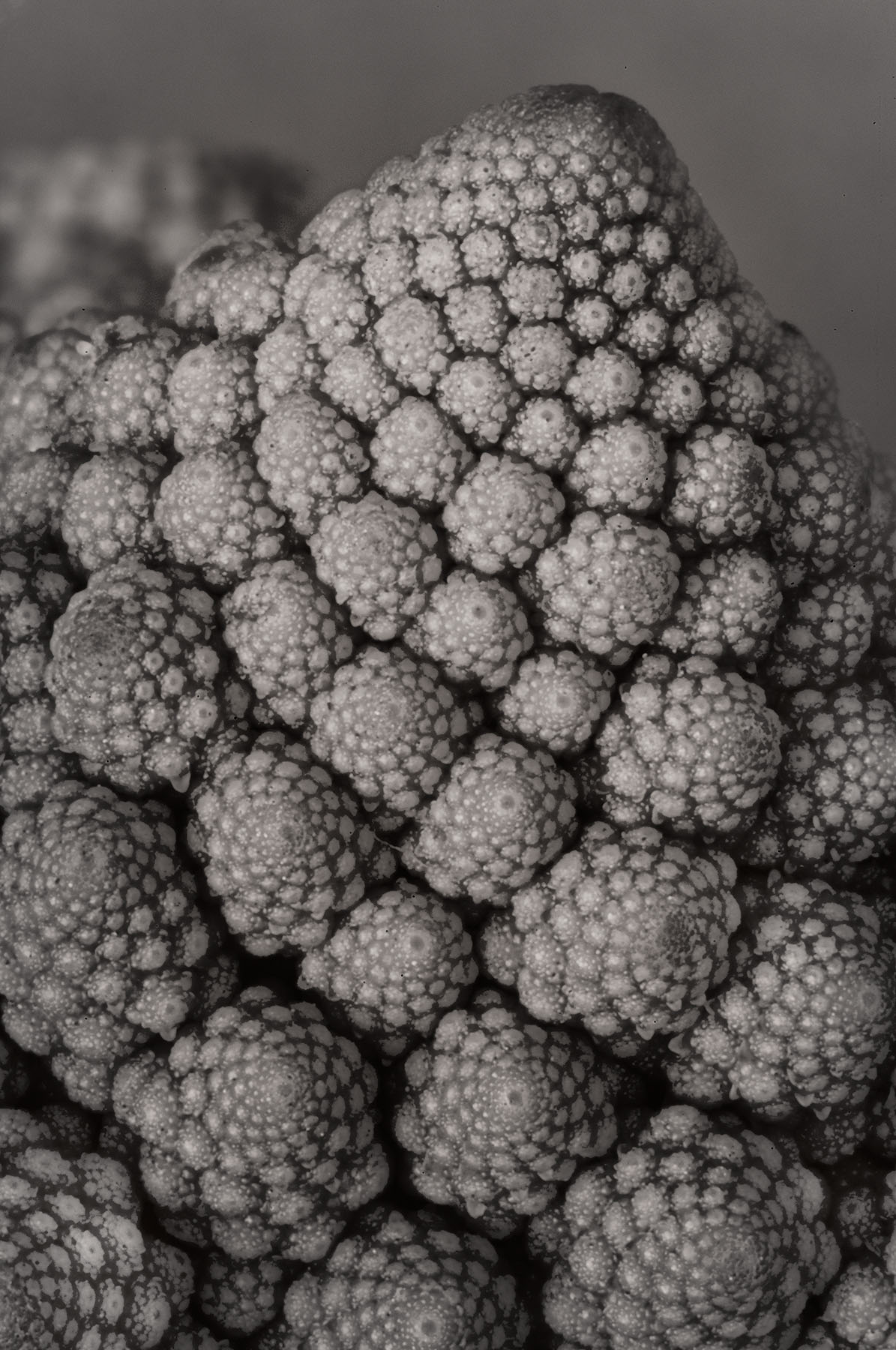 Fractalicious!